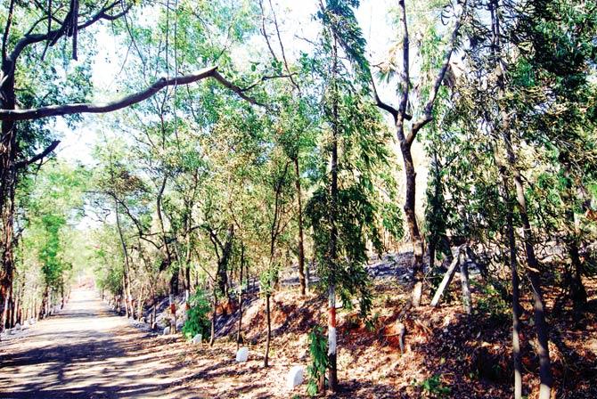 The Aarey tree census work is expected to be complete in two months