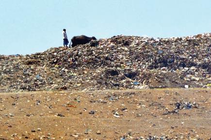 Mumbai: 'Prohibited' Deonar dump yard easily accessible to humans, animals