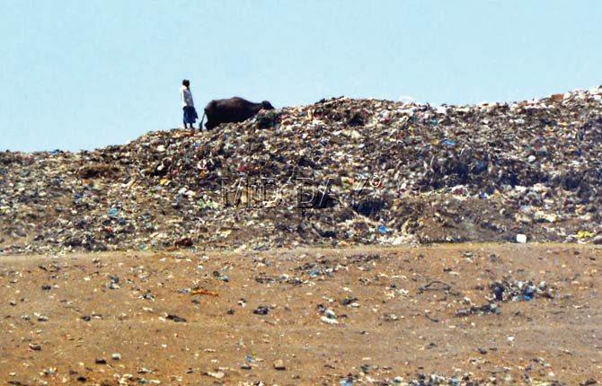 A man takes his buffaloes into the dumping ground without any restriction. Pics/Sayyed Sameer Abedi