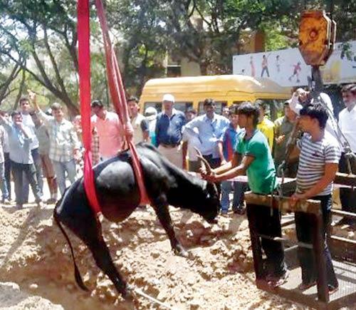 The bull was hoisted up with the help of a hydraulic machine