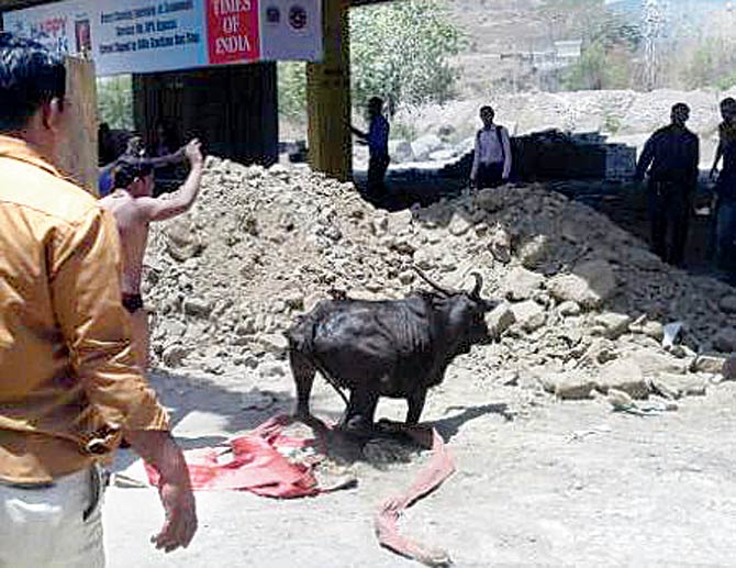 After being rescued, the bull ran away