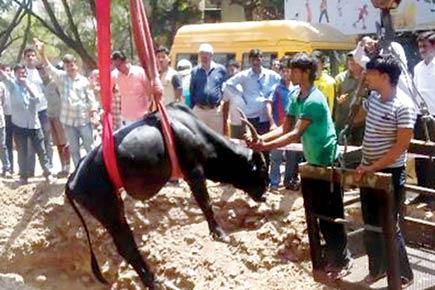 Navi Mumbai: High drama in Kharghar after bull falls into open ditch
