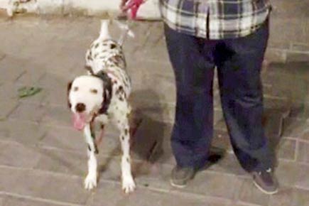 Dalmatians chained and abused at posh South Mumbai home 