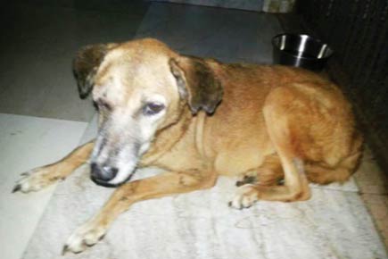 Mumbai: 15 days on, cops dilly dally over arresting dog beater