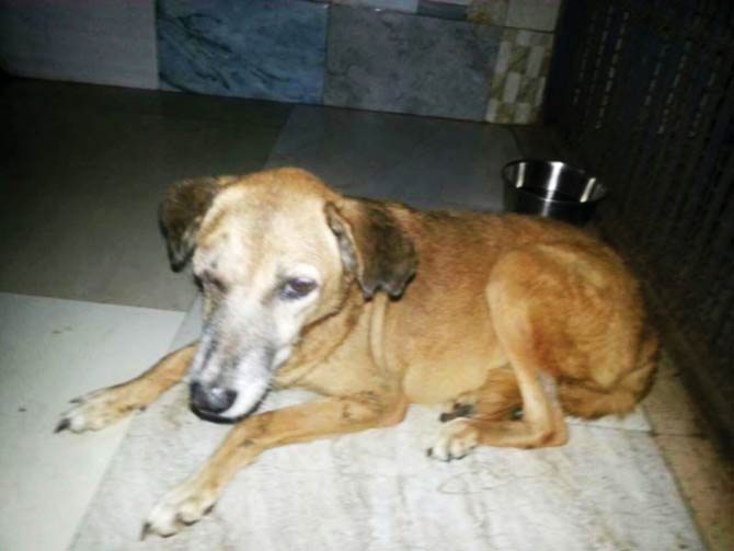 The canine is undergoing treatment at a private kennel in Malad