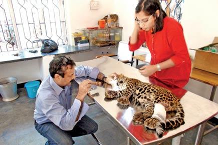 Mumbai: Despite best medical attention, leopard cub hit by bike dies