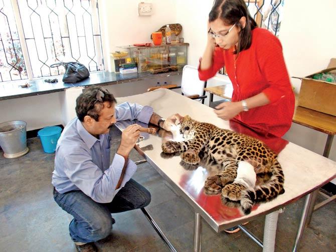 Dr Aadil Chagla, neurosurgeon, KEM Hospital, examines the cub with Dr Loveleen Vaz