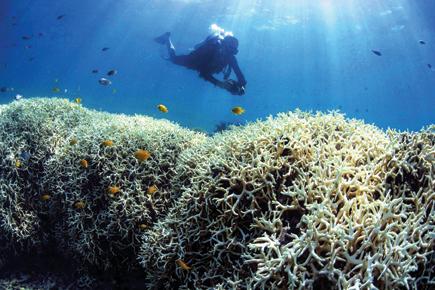 Great Barrier Grief: 93% suffer coral bleaching
