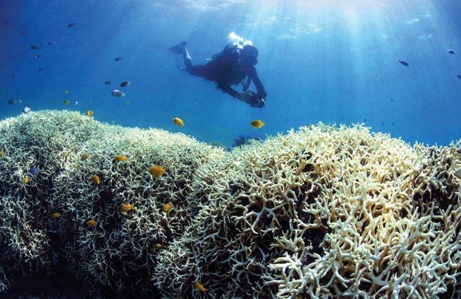 A diver photographing the bleached coral at Lizard Island on the Great Barrier Reef. Pic/AFP