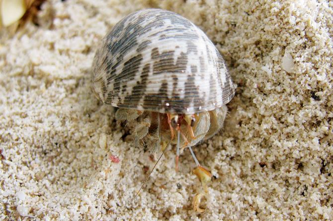  Live shells along the shoreline make for fascinating finds