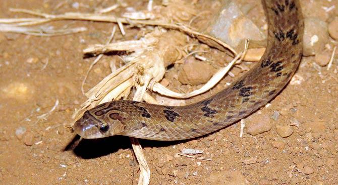 A Russell’s Kukri snake on its crepuscular hunt