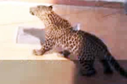 Caught on camera: Leopard strays into Meerut army hospital