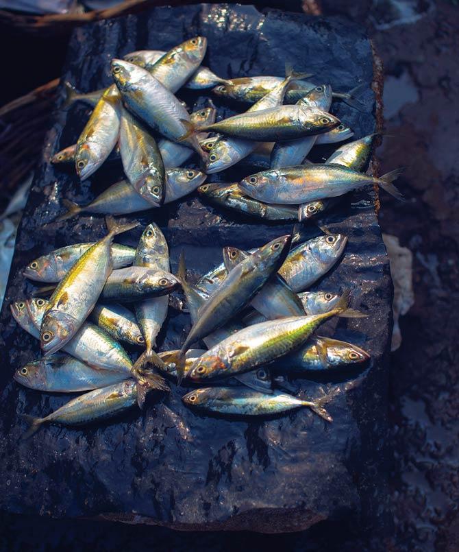 A fresh batch of mackerel at Karwar harbour