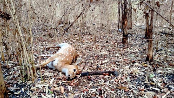 The spotted deer was found dead in the Krishnagiri range, which bears a parched look like much of the national park