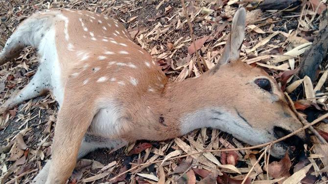A local sent mid-day this picture of the spotted deer that died at the park yesterday. While the local alleged the deer died of dehydration, the official claimed it was septicaemia that took the animals’ life