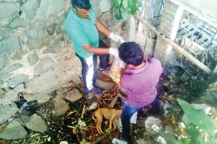 Mumbai: 7 pups found brutally murdered near society ground