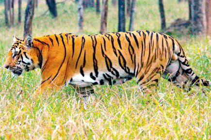 Travel: Hitting 'The Jungle Book' trail at Simlipal National Park