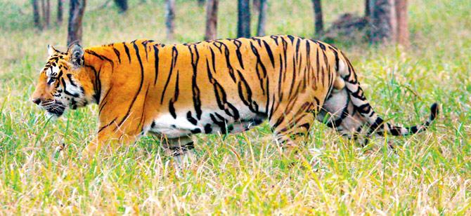 A tiger spotted at Simlipal National Park, Orissa. Pics courtesy/Priyanka Jena
