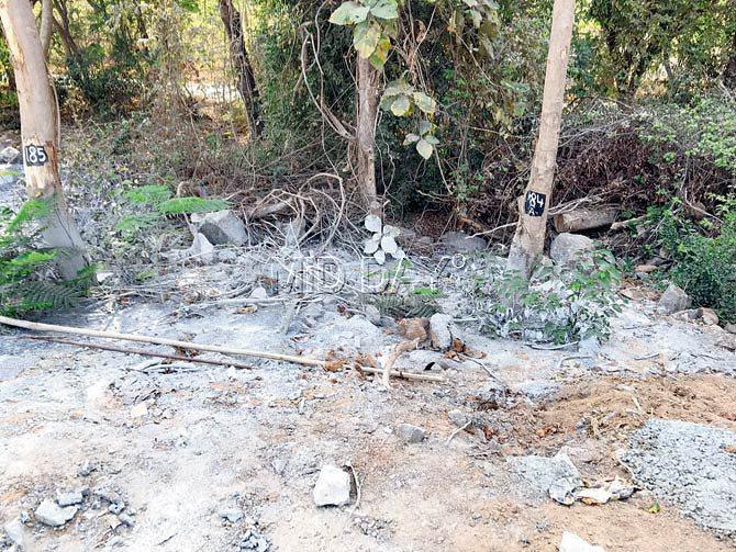 Many transplanted trees at the Bhandup water treatment plant complex have dried up. The roots of some others have been clogged by cement-concrete mixtures from the tunnelling work nearby