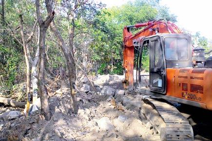 Mumbai: Why BMC's tree transplantation project is a sham