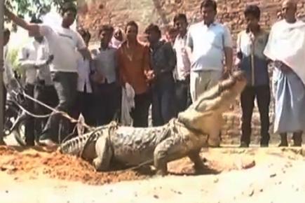 Villagers tie crocodile to electric pole
