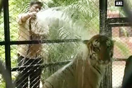 Zoo authorities help animals escape hot weather