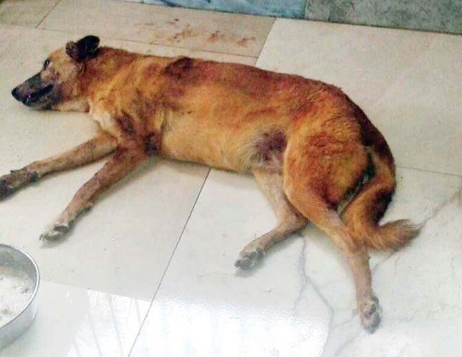 Mumbai: No justice yet for dog blinded inside Andheri police colony