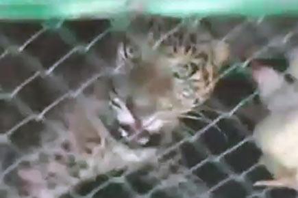 Watch video: Hen used as bait to rescue leopard