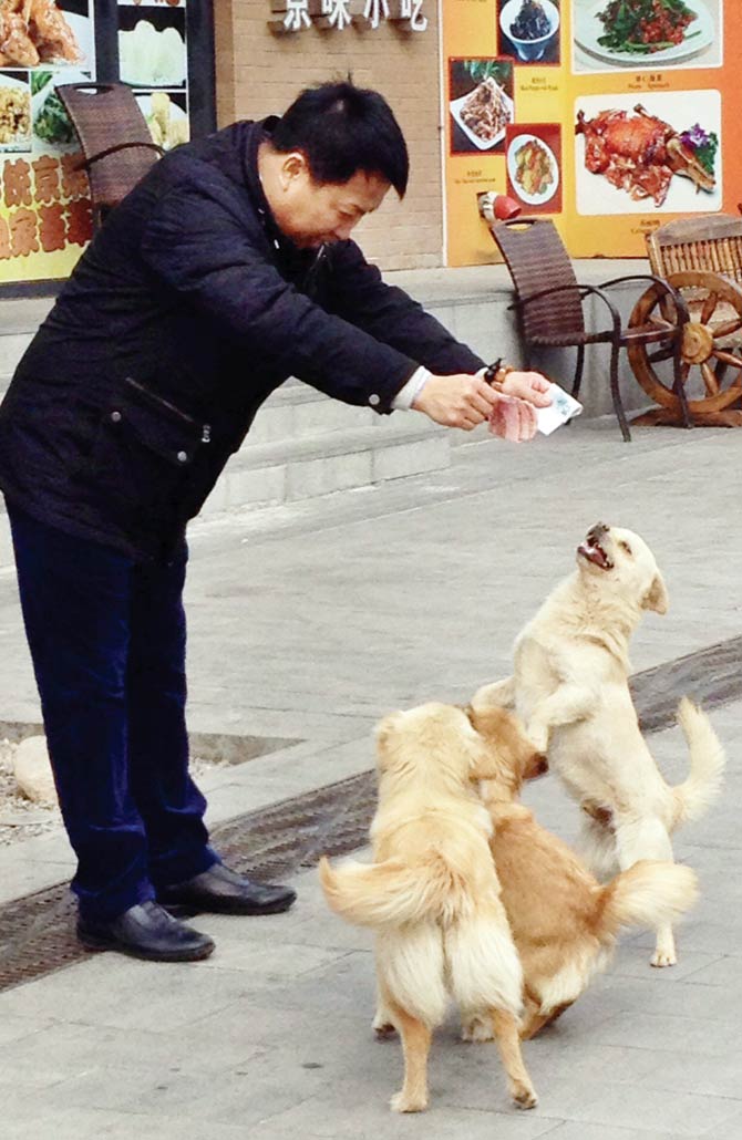 A local pack of dogs in Beijing who have learned to take money from friendly people and exchange it from a nearby shop for treats