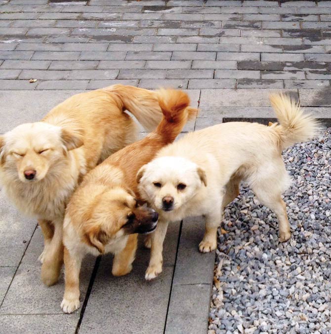Stray dogs in Beijing