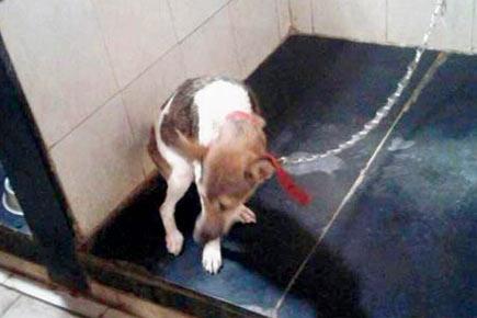Mumbai: 61-year-old booked for abandoning 4 puppies