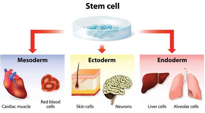 Stem cell therapy application