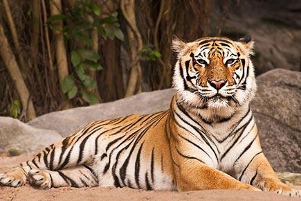 Many big animals like the Bengal tiger may be extinct by 2100: Study