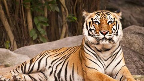 Interesting Facts About Bengal Tiger, 385
