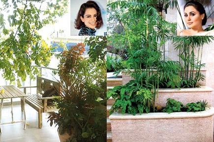 Bollywood stars invest in vertical gardens to keep paparazzi away