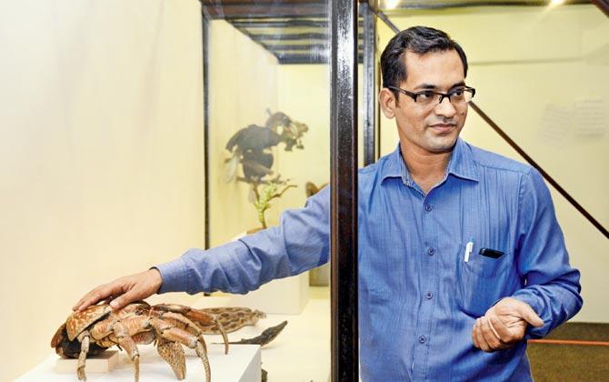 Assistant curator Manoj Chaudhuri explains the chitinous shell of the coconut crab