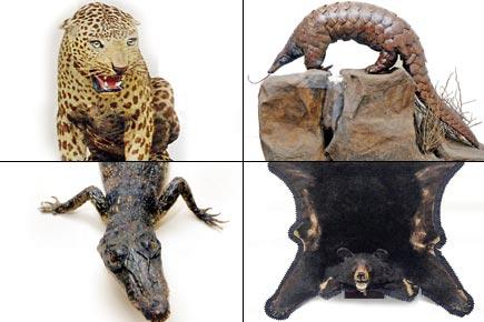 Exhibition at Mumbai to showcase 28 specimens from the animal world