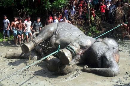 Tragic! Indian elephant that swept away in Bangladesh dies