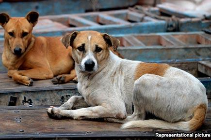Animal cruelty in Hyderabad again; 3 stray dogs shot dead in city