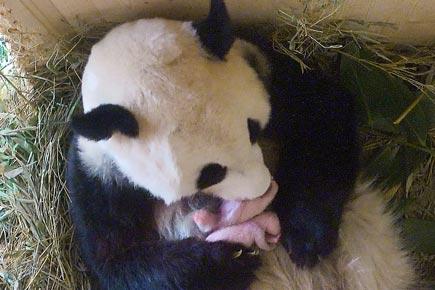 Adorable images of a mother panda with her newborns