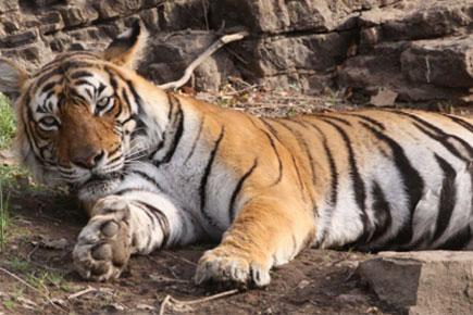Ranthambore's famous tigress Machali passes away