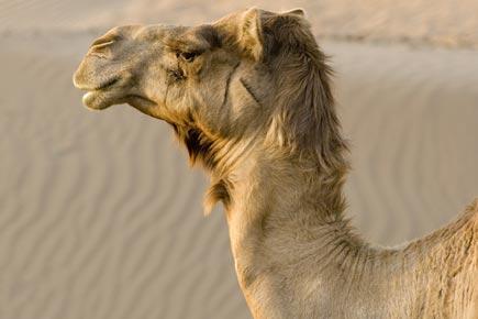 Camels to blame for common cold in humans