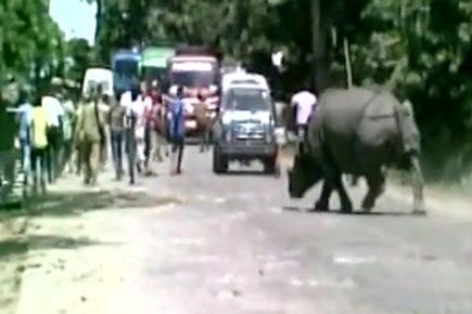 Watch video: Deluge forces rhino to stray out of Kaziranga National Park