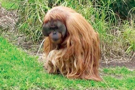 Orangutan releases its debut single! Have you heard it yet?