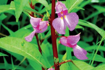 Anand Pendharkar: The Impatient Balsam flower