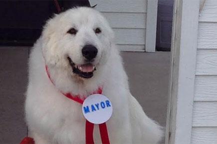 This mayor was elected third time in a row and voila it's a dog!