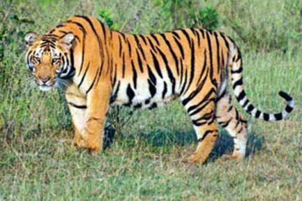 Tribal woman injured in tiger attack