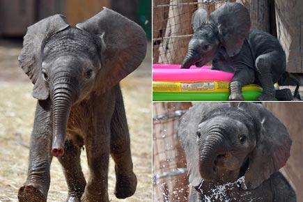 How cute! Baby elephant Ayo has a drink of water