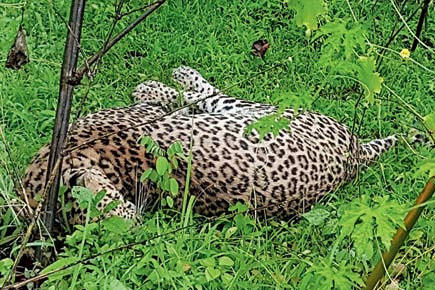 Murbad: Man-eater leopard shot dead by Thane cops