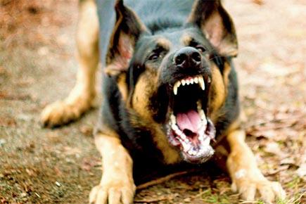 Stray dog brutally assaults 2-year-old boy, 6 others in Ulhasnagar